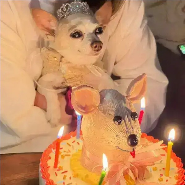 8ce295a189c47c547135313ed45a537a_1763802373_4603.jpg 8ce295a189c47c547135313ed45a537a_1763802373_4603.jpg