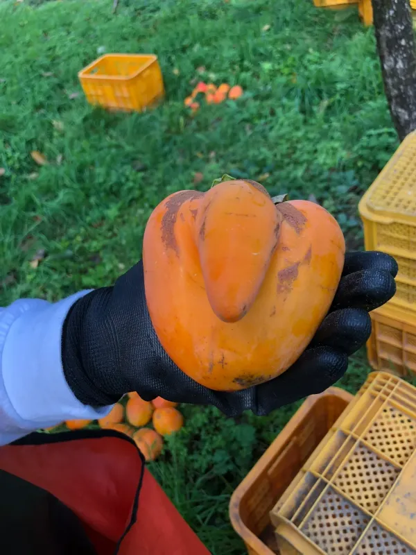 fd04b1022b61aab1299985d3f1b717b9_1768018459_7995.webp fd04b1022b61aab1299985d3f1b717b9_1768018459_7995.webp